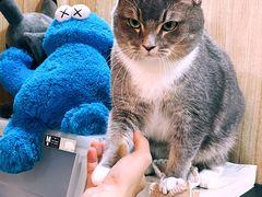 -MOCHA明星猫咖(田子坊店)