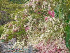 -深圳国际园林花卉博览园
