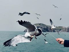 -海驴岛(荣成市)