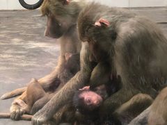 -西安秦岭野生动物园