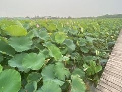 -梁鸿国家湿地公园
