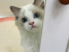 -青奢宠物·青奢猫舍