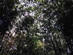 竹泉旅游度假-竹泉村旅游度假区