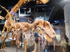 -墨尔本博物馆(Melbourne Museum)