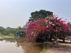 -中国科学院西双版纳热带植物园