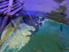 -长春中泰海洋世界