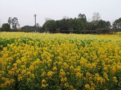 -洪湖家庭农场·团建·露营·会议