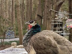 -昆山城市生态森林公园