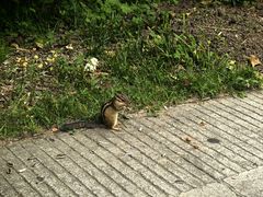 -五营红松林海景区