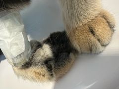 -睿金宠物医院·CT·肿瘤·骨外科