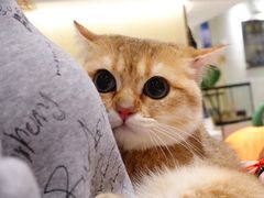 -momokira米努特·德文卷毛猫·棉花面纱犬