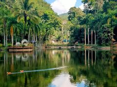 -西双版纳原始森林公园