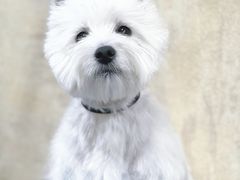 -喜洋洋宠物医院(震川路总店)