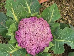 -中国天府农业博览园