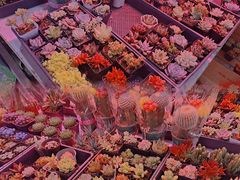 -花鸟鱼虫鲜花绿植市场(玉泉路店)