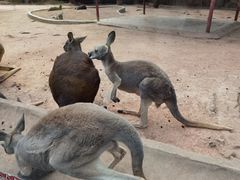 -深圳野生动物园