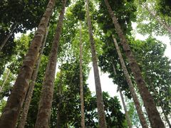 -中国科学院西双版纳热带植物园