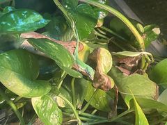 -上海大自然野生昆虫馆(东方明珠·爬宠昆虫探索中心)