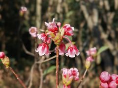 -梧桐山风景名胜区