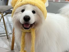 -星多哈·狗咖·拼豆·咖啡