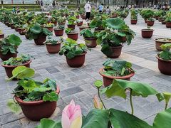 -莲花池公园