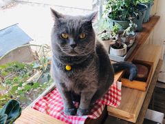 -海边的猫和咖啡馆