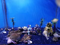 -芜湖新华联大白鲸海洋公园