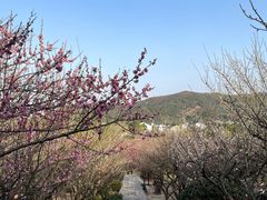-香雪海