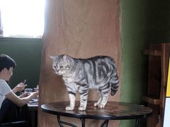 -猫猫幼稚园·撸猫·桌游·电玩