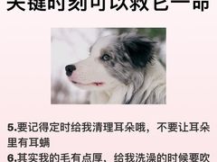 -翊宠yipet猫狗购宠庄园犬舍•猫舍