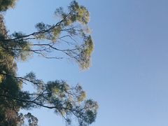 -梧桐山风景名胜区