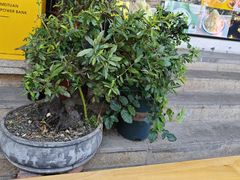 -鞠婆婆•绵绵冰•凉糕•手工冰粉(苏稽一店)