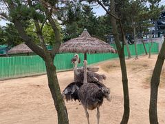 -西霞口神雕山野生动物世界