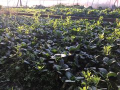 -青浦采草莓天天草莓园