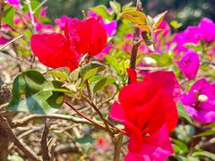 -西双版纳原始森林公园