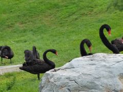 -万柳高尔夫俱乐部