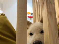 -柴迷FANS CLUB·柴犬狗咖·猫咖