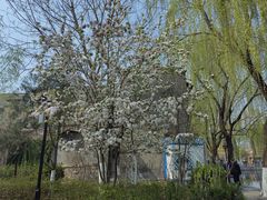 -百花洲