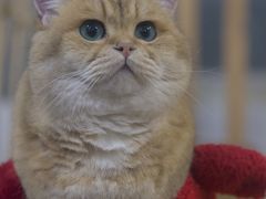 -柴迷FANS CLUB·柴犬狗咖·猫咖