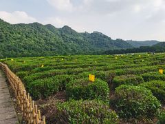 -中国茶叶博物馆(双峰馆区)