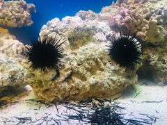 -贝林大翅鲸简餐厅(国家海洋博物馆店)