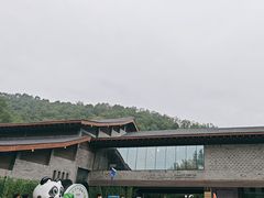 -都江堰中华大熊猫苑