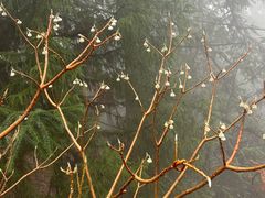 -庐山风景区花径公园