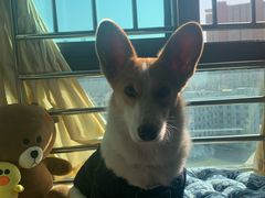 -派特宠物医院(圆融广场店)