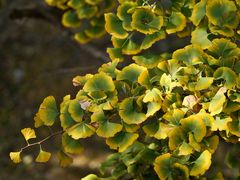 -遵化市禅林寺古银杏风景园