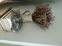 android_upload_pic-海边的猫和咖啡馆