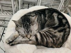 -白夜2D咖啡馆