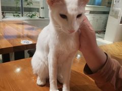 -猫小院猫主题餐厅(三里屯店)