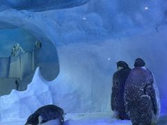 -海合安成都极地海洋公园