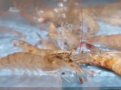 -“香”全日餐厅·株洲大汉希尔顿酒店